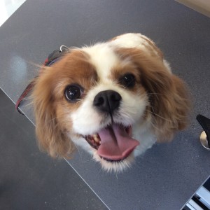 Frederick is loving his new do!