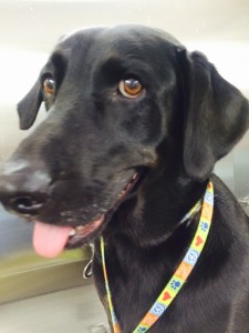 Wilson has a walk on the park on his mind.