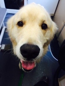 Danny is a gentle pup.