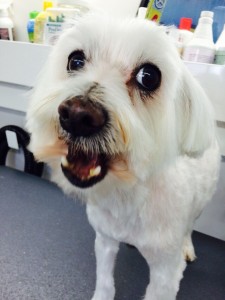 Chapa is showing everyone his pearly whites